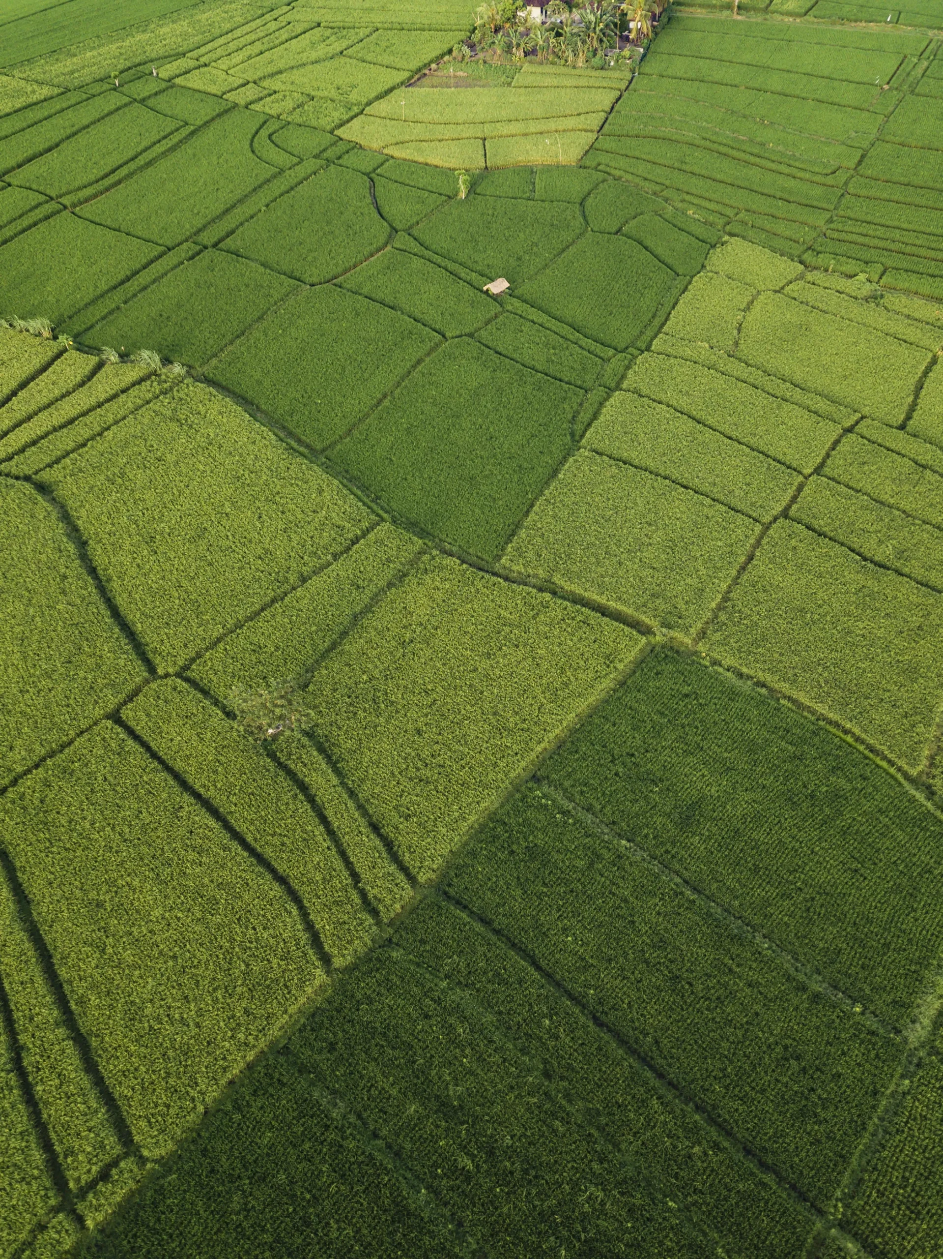 aerial view of rice fields bali indonesia 2026 01 07 02 29 41 utc scaled